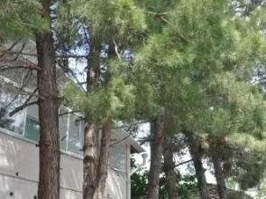 KIPARIS komnaty dlja otpuska