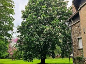 Demeure du saule Madame