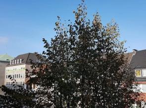 Ferienwohnung Domshof