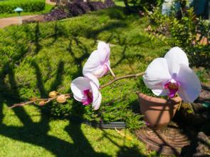 Puu Poa 401 By Redawning