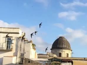 Le Rondini della Pietrasanta