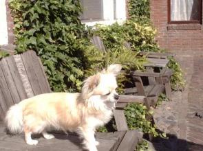 Hotel-Pension-B&B De Twee Hondjes