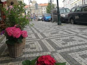 The Green Garden Apartment