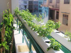 Winter Spring Homestay