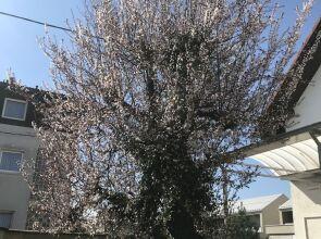 Green FORTUNA Suites