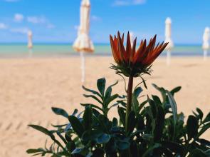 Zolotye Peski Apartments