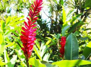 Studio Citron - LAMENTIN