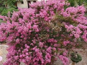 Bed & Breakfast les rosiers Fleuris