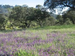Cortijo Majada de las Vacas