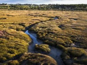 Bushy Point Fernbirds BB
