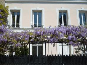 Wisteria
